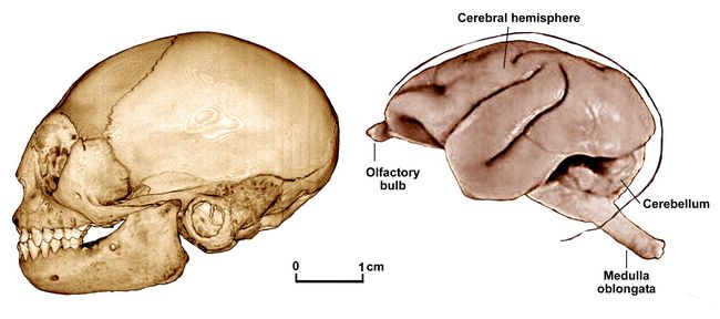 Callicebus moloch skull and brain